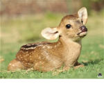 Deer dynasty