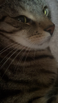 Selina‘s Fan Group