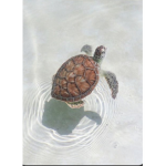 THE CLOUD TURTLE