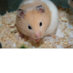 Chicken nugget the Hamster