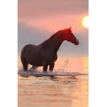 Tout le monde a l’eau même Chien chat chevaux ...