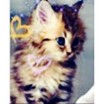 SarahB cats's fan group