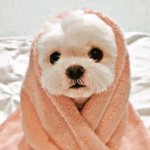 Cute puppies <333