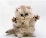 Nyan Kittenz