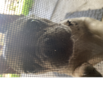 DreamPets