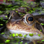 FROGGOSSS