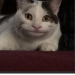 -Bad Cat Gamer-