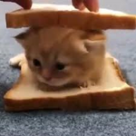 kitty sandwich cuteness
