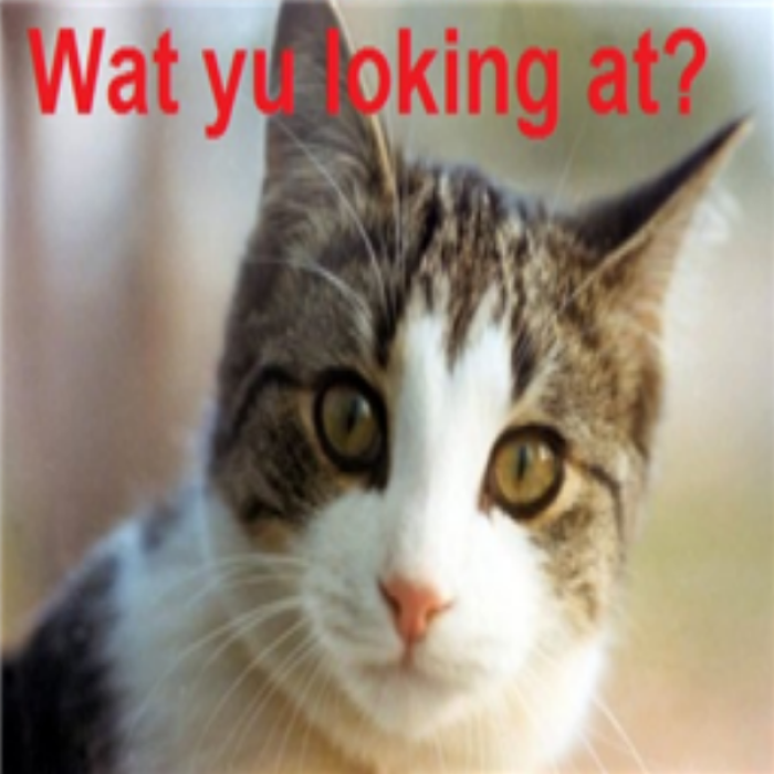 Funny Cat Picture#1 Roblox decal