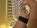 I love dogs and hamsters