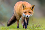 Sly Fox Studios