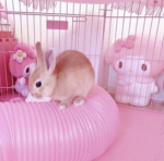 bunbun’s and bonbon’s