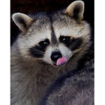 Raccons united -_-