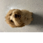 Doggy_Kingdom