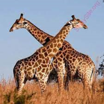 Giraffe Aesthetics