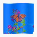 indie butterfly’s!