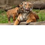 Tiger's face