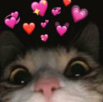 Spot cat