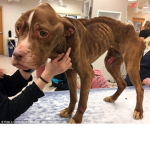 Pit Bull Rescue Group