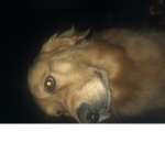 puppypoodoo