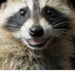 Raccoon Federation