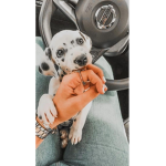 Cute Puppy adopters