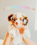 (The Adorable Puppies)