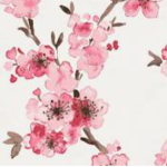 Cherry blossom branch