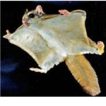 Da Flying Squirrels