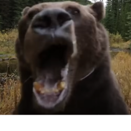 Survive The Fredik...