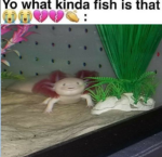 An axolotl empire