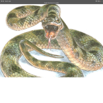 Rattle Snake