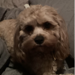 I AM SPARKY