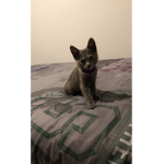 The Kitty Meow Meows