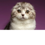 CUTE_CAT_CLUB