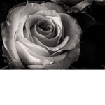 Colorless Clothing-