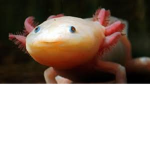 Axolotls are friends