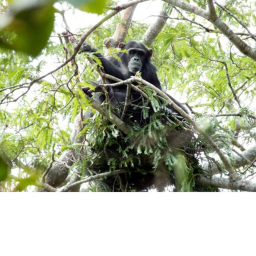 Tree Top Clan's Hangout Place