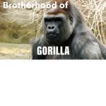 The brotherhood of gorillas