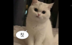 아론의그룹