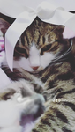 XD cats are cool YT