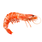 The Shrimps Group