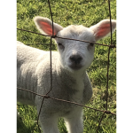 Kerry builder club/Adopt me fan group
