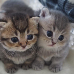 ~*Cat Squad obby