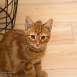 Buna Cat