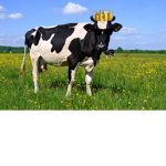 The great cow empire