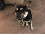 Brindle