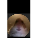 FufuFish123