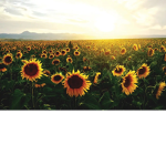 Sunflower_lyla