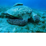 turtles are the best because they help the bio